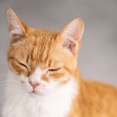 동물병원 건너편 이미지