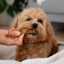 파크동물의료센터 이미지