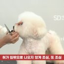 그루밍 시옷 네이버블로그