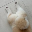 모모애견샵 | 수원 인계동애견미용 펫모모 포메라니안 곰돌이컷 후기