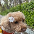 이든펫 | 가성비 끝판왕 8~9만 원대 분리형 개모차? 🌟 세인트펫 에코로버 컴포트 플러스 장단점 솔직후기! 강아지...