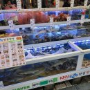 해양곰장어 이미지