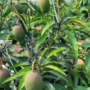 옥신농장 이미지