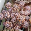 블루빈스 이미지