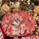 스테이너와 이미지