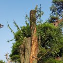 사리농장 이미지