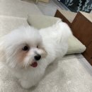 킁킁펫살롱 이미지