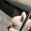 하이루 이미지