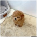 온퍼피 프리미엄 전주강아지분양 본점 | 토이푸들분양 온퍼피 프리미엄 전주강아지분양 본점 친절한 강아지 분양샵