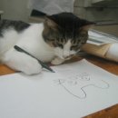 목욕하는 고양이 이미지