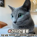 내친구고양이 이미지