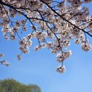 남대천 | 🌸양양 남대천 벚꽃 만개 시기는? 주차장·날씨까지 실제 후기