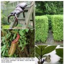 [한국의 식물원] ⑥﻿ 신구대학식물원-어린이 눈높이 맞춰 자연으로 옮겨온 교실 (2010.8.11) 이미지