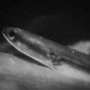 힘쎈민물장어 이미지