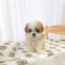 꽃강아지 이미지