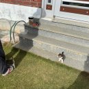 하나로가축인공 수정소 | 맹구처럼 코 흘리다가 가을이 지나갔다.