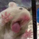 맥시칸양념치킨 이미지