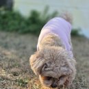 제주네 애견유치원 | 제주 애견유치원 추천｜픽드랍까지 책임지는 호야별 애견유치원 이용 후기