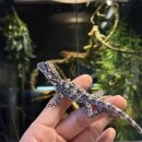 파충류샵 스마일게코 | 부산 파충류샵 방문일기 "망미동 스마일게코"