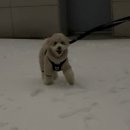 태인 애견 | 2025 상반기 일상 모음.zip :: 영역전개 먹부림,,