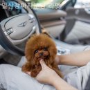 일산강아지분양 라펫 | [일산/분양샵] 일산강아지분양 라펫 분양 후에도 건강 체크가 가능했던 시스템