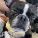 글램독통영 이미지