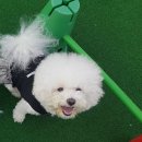하슬린어린이집 | 서울근교 용인애견카페, 멍스토리 : 연휴 호텔링 이곳으로 결정!