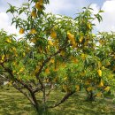 선아 농장 이미지