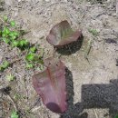 산내들농장 이미지