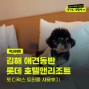 (주)펫앤펫츠 | 김해 애견동반숙소 롯데호텔앤리조트 펫 디럭스 트윈룸 후기, 평일 13만원대 예약 방법