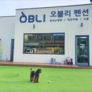 오블리 동물병원 | 개별 운동장도 있어요! ‘뛰어놀기 좋은 가평 오블리 애견펜션’