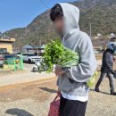 원동농장 | 양산 원동 미나리 삼겹살 13번집 내돈내산