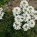 이베리스 이미지