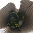 산세베리아농원