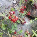 고창  건강원 이미지