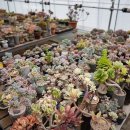 다미농장 이미지