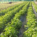 자영농장 이미지