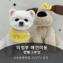 [의정부애견미용] 스트레스 없는 여름 맞이 포메 미용, 시바견 목욕 정착 후기 '멍빨그루밍'