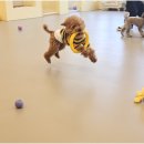 리치펫하우스 이미지