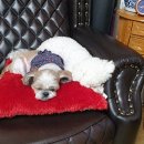 빼로네 애견미용샵 이미지