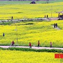 낙동강관리본부 대저생태공원 3 이미지