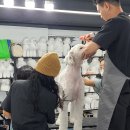 대성애견 이미지