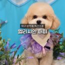 엘리시안퍼피 이미지