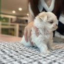 김해 강아지분양 고양이분양 도그하우스 외동점 이미지