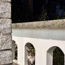 소소로이 이미지