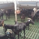 충북염소농장 이미지