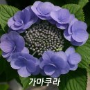 디'엘마르 이미지