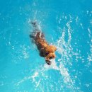 쁘띠독애견펜션 | 가평 쁘띠독 애견펜션~ 이용후기