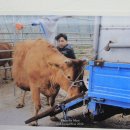 한우잡는날 정육식당