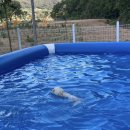 똥개애견카페 이미지